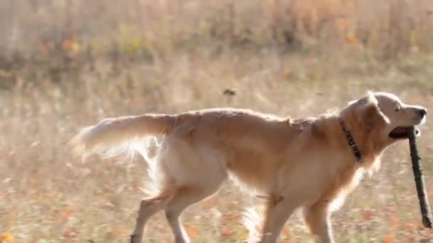 秋の畑でゴールデンレトリバー犬が走り 口の中でスティックを握っています 純血犬のラブラドールは自然の中で遊んでいます — ストック動画
