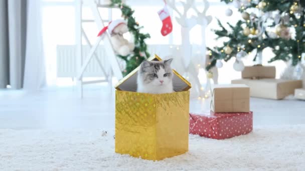 Ragdoll Katze Der Weihnachtszeit Beim Blick Aus Der Neujahrs Geschenkbox — Stockvideo