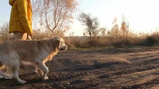 Chica Caminando Con Perro Golden Retriever Puesta Del Sol Tiempo — Vídeo de stock