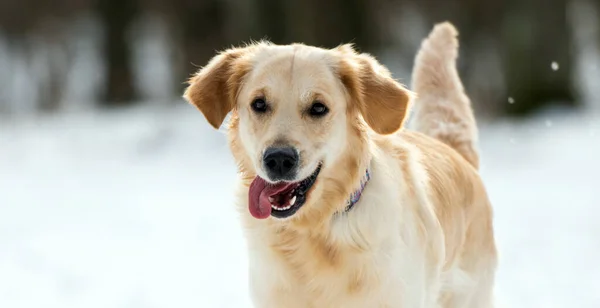 Golden Retriever Hond Staat Sneeuw Kijkt Naar Camera Met Tonque — Stockfoto