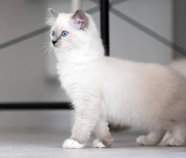 Adorable Gato Ragdoll Mullido Blanco Con Hermosos Ojos Azules Orejas — Foto de Stock