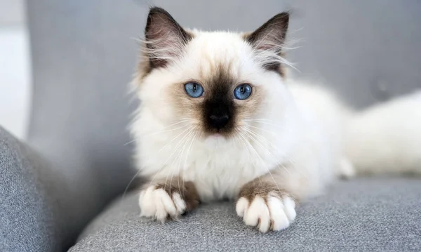 Precioso Gato Mullido Ragdoll Con Nariz Negra Acostado Sofá Gris — Foto de Stock