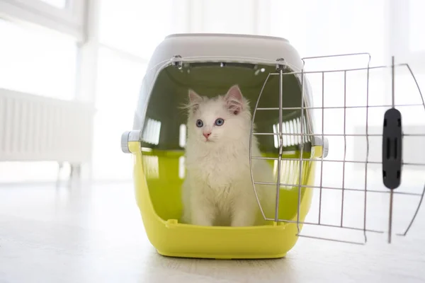 Kedi Taşıyıcısında Oturan Beyaz Oyuncak Kedi Yavrusu Kapısı Açık Dışarı — Stok fotoğraf