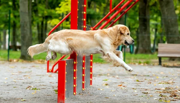 Golden Retriever Cão Exercitando Parque Outono Livre Purebred Cão Pet — Fotografia de Stock