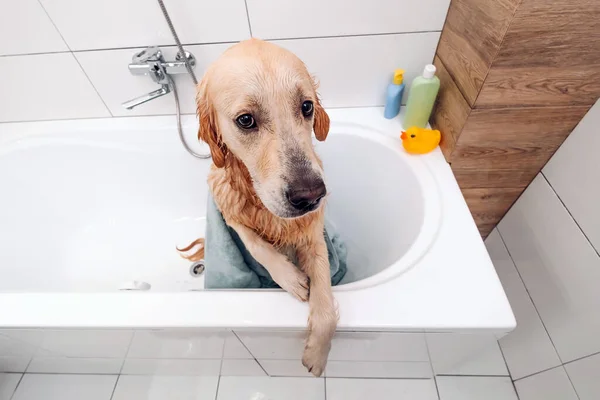 Portrait Adorable Chien Récupérateur Avec Des Yeux Mignons Debout Dans — Photo