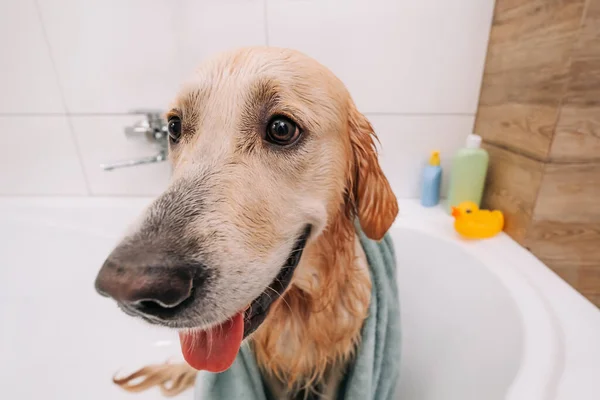 バスタオルを着て後ろを振り返ると 愛らしい黄金のレトリバー犬のクローズアップ肖像画 自宅で面白い犬のペットで瞬間を掃除した後 シャワー後の素敵なラブラドール — ストック写真