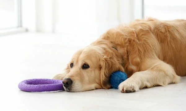 Golden retriever dog lying on floor with toy and resting at home. Purebred pet doggy labrador indoors