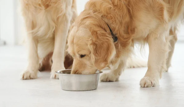 Golden Retriever Chiens Mangeant Nourriture Bol Métal Maison — Photo