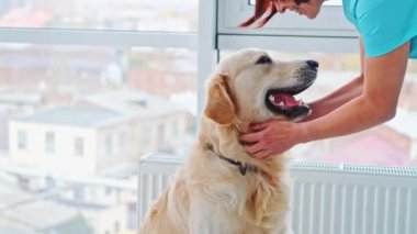 Veteriner Golden Retriever köpek kafasını okşadı ve veteriner hastanesinde okşadı.