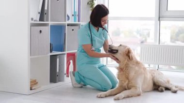 Klinikte steteskopla muayene olduktan sonra gülümseyen güzel bir kadın veteriner Golden retriever köpeği besliyor. Veteriner, köpeğe teşhis koyuyor. Hayvan Sağlığı Hastanesi Profesyonel Hayvan Yardımı