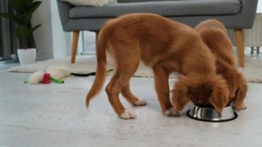 Parlak odada bir kaseden yemek yiyen bir çift gişe köpeği.