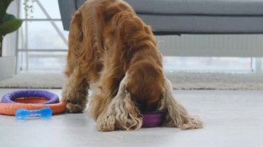 Olgun cocker spaniel köpek, ışık odasında yere kurulmuş kaseden yemek yiyor.