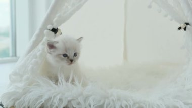 Pofuduk oyuncak kedi yavrusu beyaz kürke oturmuş etrafa bakıyor. Evde dinlenen sevimli kedicik.