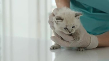 Klinikte oyuncak bebek yavrusunu muayene eden veteriner kız. Genç bayan veteriner içeride tüylü kediyle ilgileniyor.