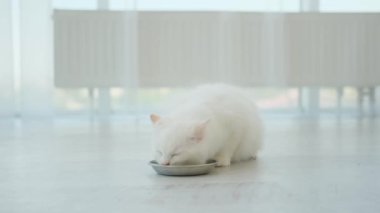 Beyaz bez bebek kedi, ışık odasındaki yerde besleniyor. Evde yiyeceği olan sevimli kedicik.