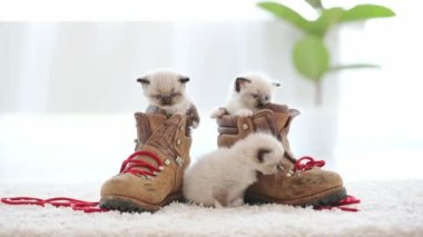 Evde kırmızı bağcıklı eski çizmelerle oynayan oyuncak kedi yavruları. Şirin küçük kedicikler, gün ışığında kahverengi ayakkabılara tırmanıyorlar.