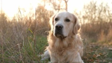 Golden retriever köpeği gün batımında dışarıda yerde yatıyor. Doğa yürüyüşü sırasında sevimli köpek labrador.