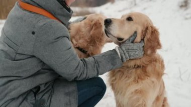 Kışın iki Golden Retriever köpeğini okşayan bir kız. Saf evcil hayvan labrador 'u olan genç bir bayan. Soğuk havası olan açık havada.