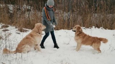 Kar parkında Golden Retriever köpekleriyle yürüyen bir kız. Evcil köpekleri olan, soğuk havası olan genç bir bayan.