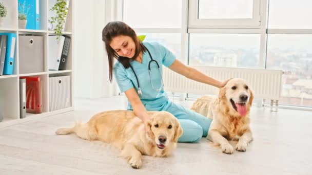 Veterinarian Sitting Floor Pair Golden Retriever Dogs Smiling — Stock Video