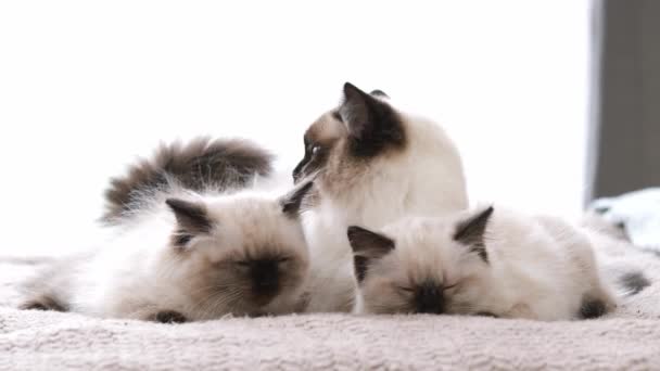 Ragdoll Chat Couché Dans Lit Avec Adorables Chatons Dormants Mignons — Video