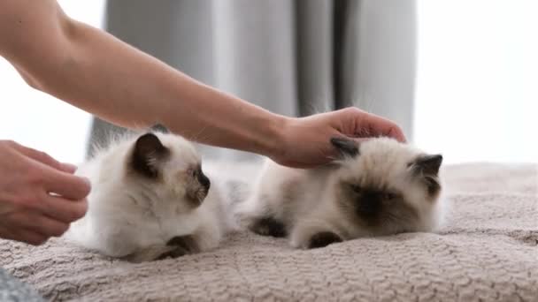 Two Adorable Ragdoll Kittens Blue Eyes Lying Bed While Person — Stock Video