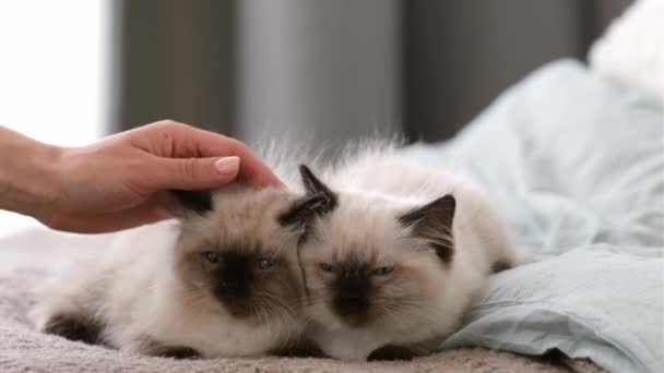 Дві Чарівні Лялькові Кошенята Блакитними Очима Лежать Ліжку Поруч Один — стокове відео