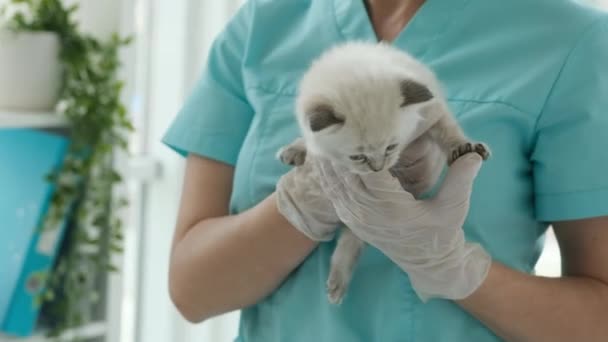 Ragdoll Kitten Miauwt Handen Van Dierenarts Dierenkliniek Specialist Knuffelen Pluizig — Stockvideo