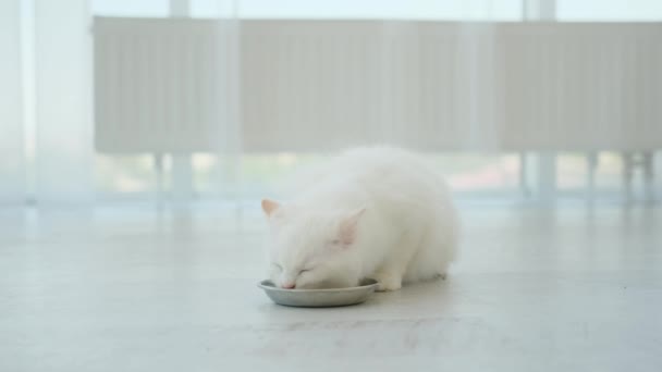 Gattino Ragdoll Bianco Mangiare Alimentazione Sul Pavimento Stanza Luce Adorabile — Video Stock