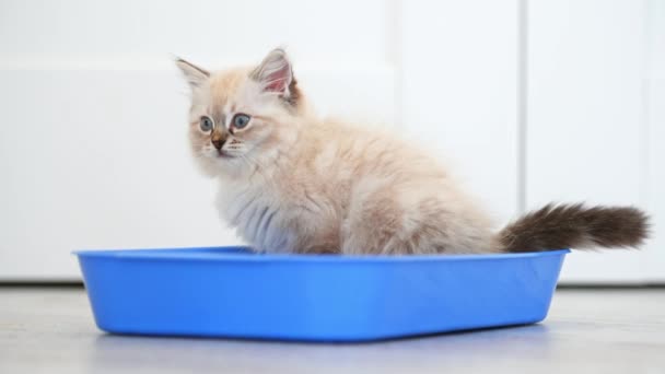 里面站着一只蓝色盘子里的小布娃娃猫 可爱的猫咪爱抚学习哪里有厕所 — 图库视频影像