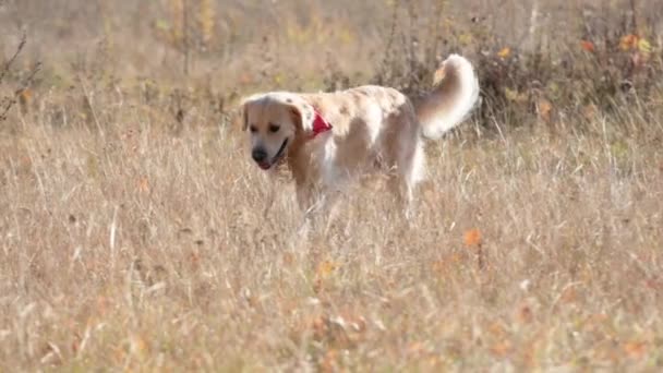 屋外で天気の良い秋のフィールドでカブトムシの後を実行している黄金の取得犬 純血種の犬のラブラドール狩りで自然 — ストック動画