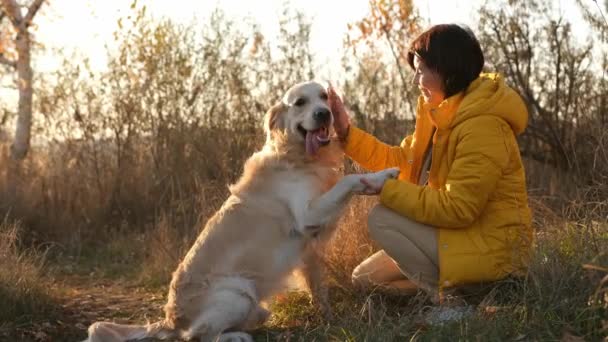 Golden Retriever Köpek Beşliği Gün Batımında Açık Havada Kız Sahibine — Stok video