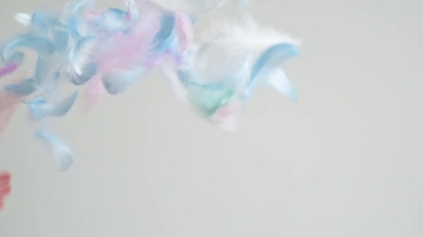 装飾的な青とピンクの羽がゆっくりと落ちてくる ふわふわのカラフルな配管で美しいアートワーク組成物 — ストック動画