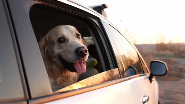 Golden Retriever Hond Auto Kijkend Vanuit Het Raam Buiten Met — Stockvideo
