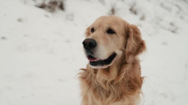 雪の中に座って寒い冬の空気を屋外で嗅ぐ黄金のレトリバー犬 純血ペット犬外肖像画 — ストック動画