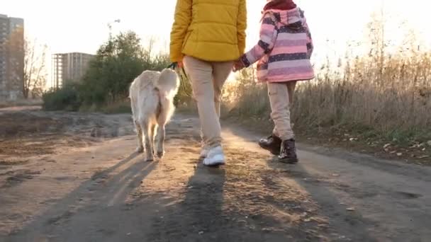 女孩和她的孩子带着金毛猎犬在日落时分在大自然中散步 妈妈带着女儿和小狗走在美丽的阳光下的路上 — 图库视频影像