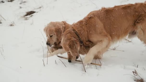 Golden Retriever Perros Excavando Nieve Mordiendo Palo Invierno Aire Libre — Vídeos de Stock
