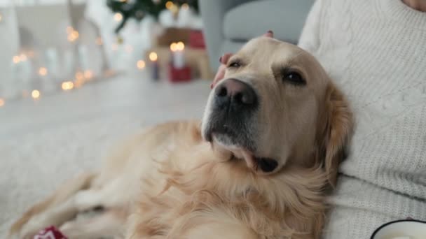 Flicka Petting Golden Retriever Hund Juletid Hemma Med Nyår Festliga — Stockvideo
