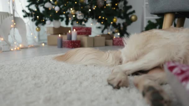 Golden Retriever Perro Meneando Cola Navidad Tumbado Suelo Casa Con — Vídeos de Stock