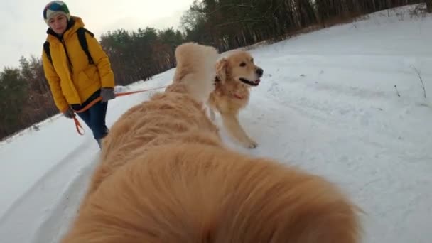 Två Gyllene Retriever Hundar Promenader Med Flicka Och Kille Ägare — Stockvideo