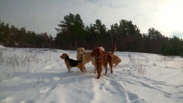 雪の中で冬の時間にゴールデンレトリバー犬やビーグルウォーキングや一緒に遊んでいます 寒い屋外で楽しむ純血種のペット犬 — ストック動画