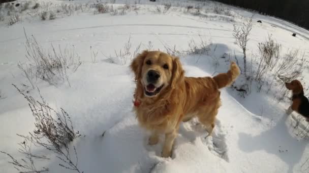 Kışın Kar Yürüyüşünde Golden Retriever Köpeği Açık Havada Köpek Havlaması — Stok video
