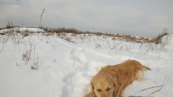 Golden Retriever Dog Winter Time Lying Snow Gnows Stick Outdoors — Stock Video