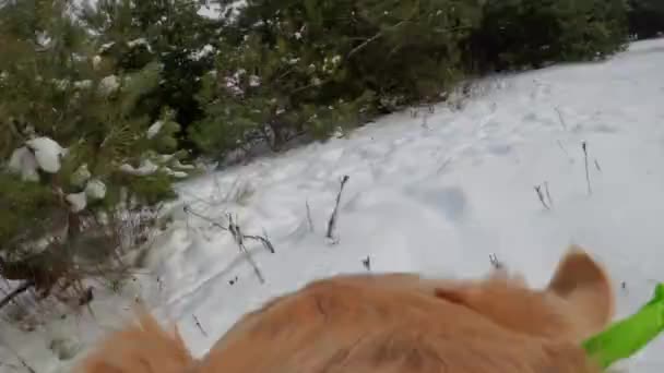 Golden Retriever Hund Som Springer Vinterskogen Med Snö Utsikt Från — Stockvideo