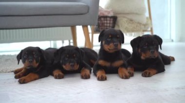 Rottweiler köpekleri evlerinde sıra sıra oturuyorlar.