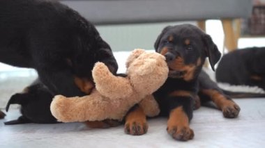 Rottweiler köpekleri evde pelüş ayıyla oynuyorlar.