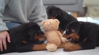 Rottweiler köpek yavruları oynuyor ve oyuncak ayıları ısırıyor. Evde yerde oturan bir kadının yanında.
