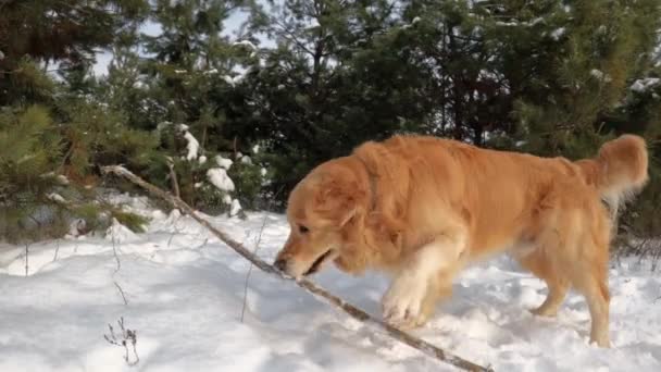 Golden Retriever Hond Winter Tijd Spelen Met Stok Sneeuw Buiten — Stockvideo