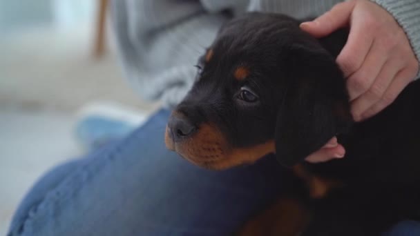 Şirin Rottweiler Köpeği Evde Sahibinin Kollarında Dinleniyor — Stok video