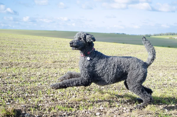 Pouncing Poodle against outdoor landscape — Stock Photo, Image